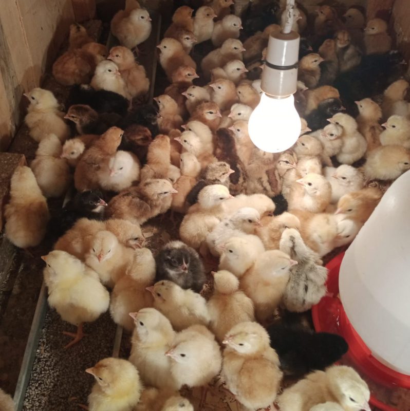 Auto Smart Brooders & Bird Cages
