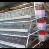 Chicken Cages
